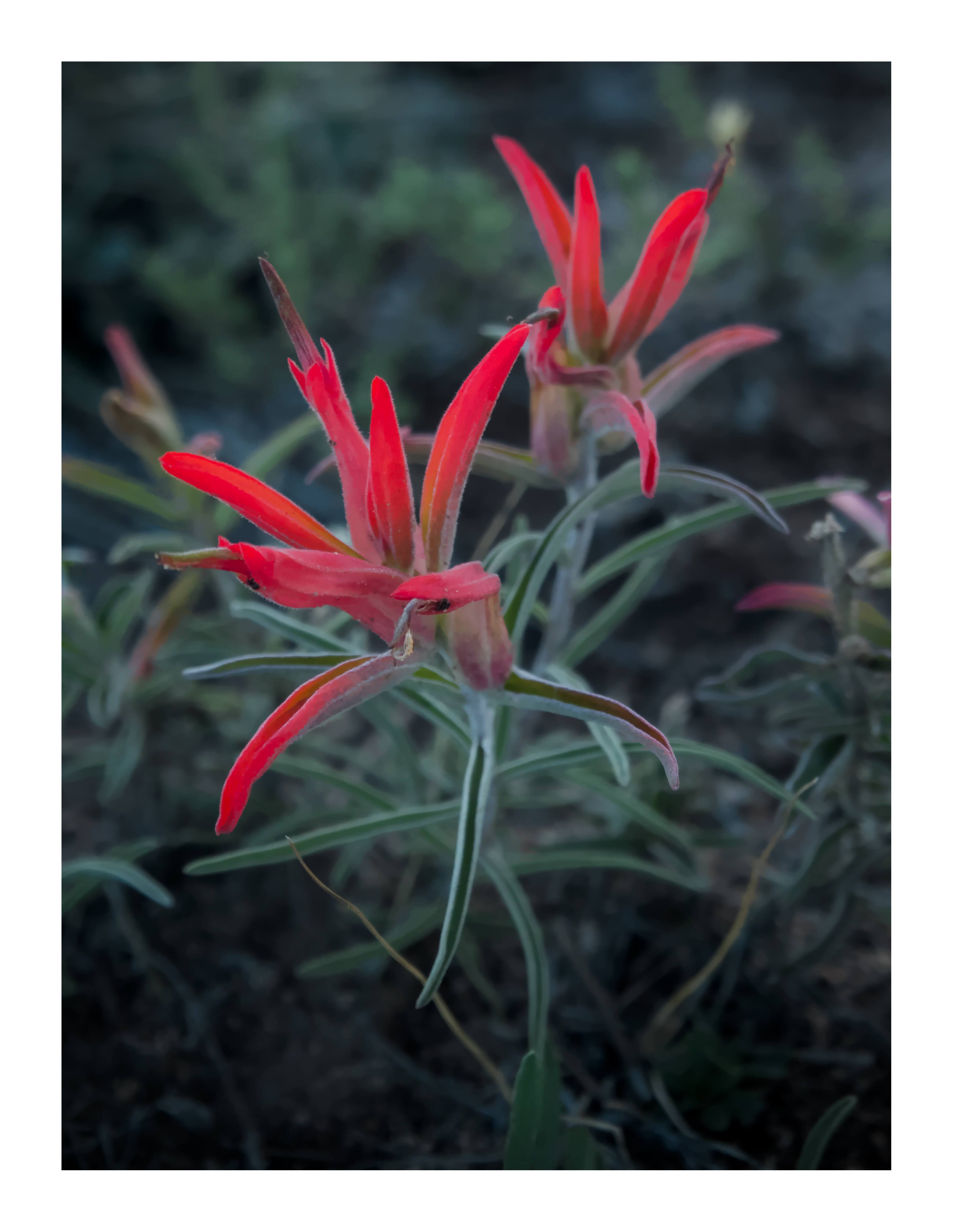 Desert paintbrushes were blooming all around us at camp