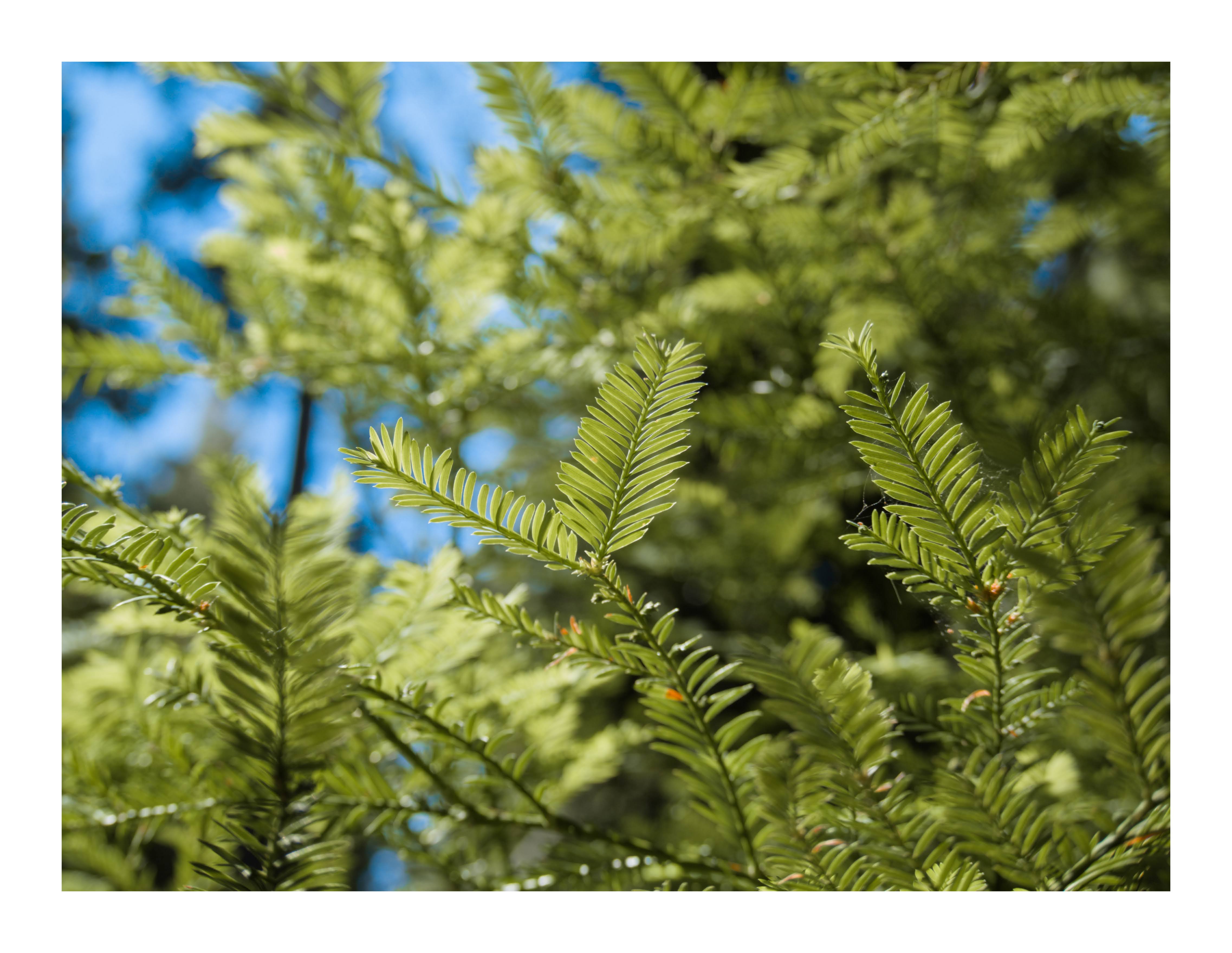 Redwood Foliage, California